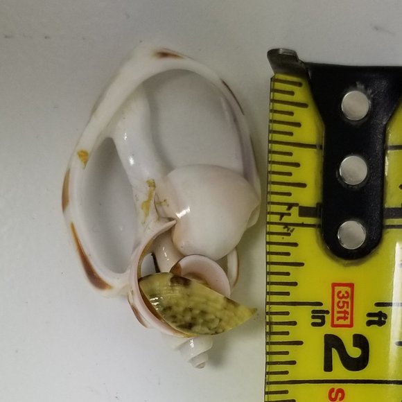 Shell Broach - Picture 3 of 3